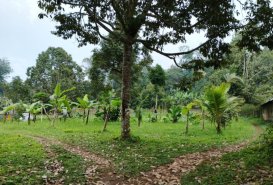 Dijual Tanah Kebun 7880 M2 Bangli Baturiti Tabanan Bali  - Land for Sale in Tabanan Regency