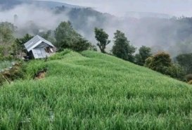 Dijual Tanah View Bukit Dan Laut Di Kintamani Bangli Bali  - Land for Sale in Bangli Regency