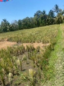 Tanah Sawah Produktif Dekat Air Panas Penatahan Penebel Tabanan Bali 